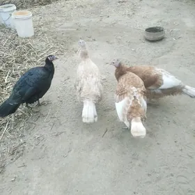 матка индук