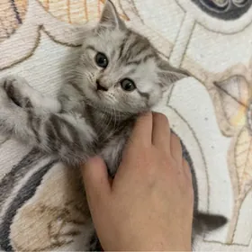 шотландский котяти