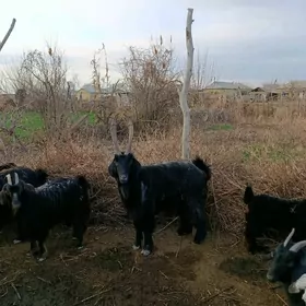 Erkeç  daýow biçilen.