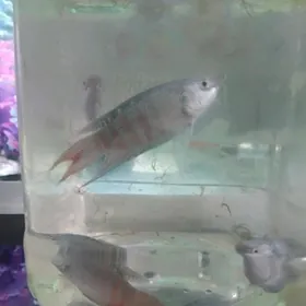 Akwaryum balyk makrapot