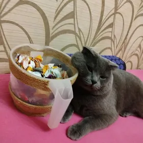 Кот на вязку