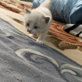 Продам котят