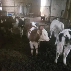 Simental kaňatka golisteyn