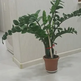 Цветы домашние Замиакулькас