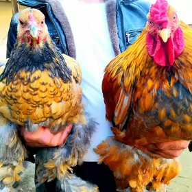 brama baff blu laset