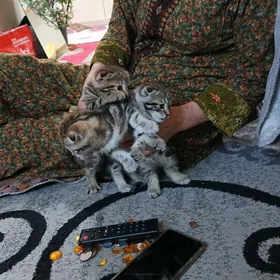 Шотландская кошка