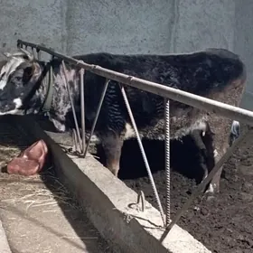 1 guzlan gysyr Sygyr