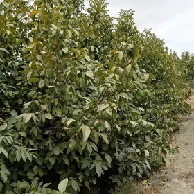 Nar wişnya armyt üzüm malina