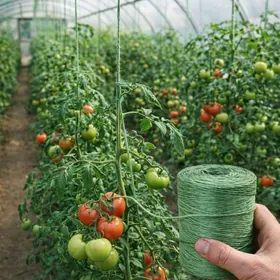 parnik teplitsa ýüp