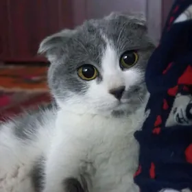 Шотландский веслоуха