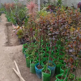 мивели  баглар