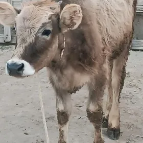 şwes tüweşwes tüwe