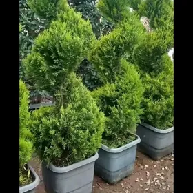 Limon ýolka Leýlanda