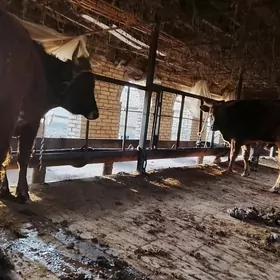 Бакадон Окузлар