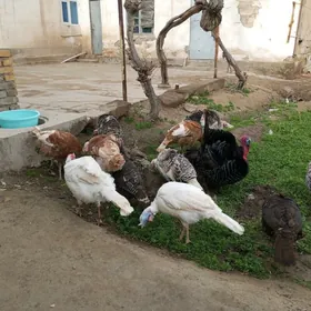 авган индуклар