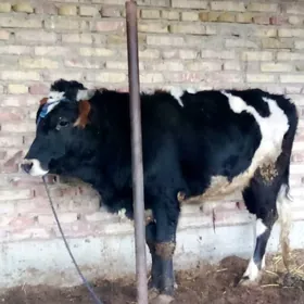 Öküzler Gibrit 2 Sanak