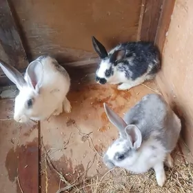 Товшан чага