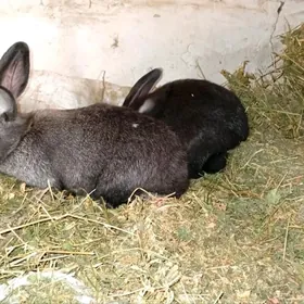 Кролики черные