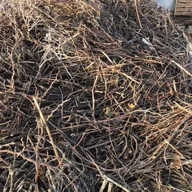 Odun towuk uzum cywyk induk