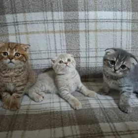 вислоухийи