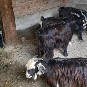 ишек теке  гечи