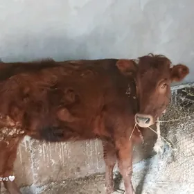 Сатлык унажын!