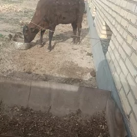 Гунажынлар