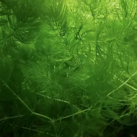 Растения Роголистник