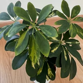 цветы разные