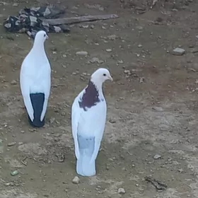 Guş,      Şeyler .