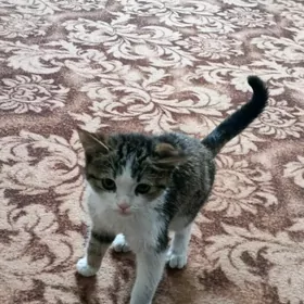 pişik котёнок