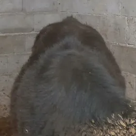 ÖKIZ BAKYDA DURAN GIBIRIT