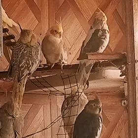 karella popugaý карелла