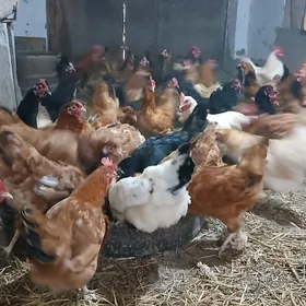 Yumurtga guzlayan towuk