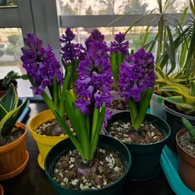 цвети подарочный