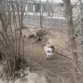 Balakly horaz 8 aýlyk