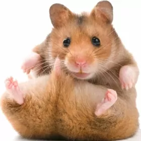 ХОМЯКИ СИРИЙСКИЕ