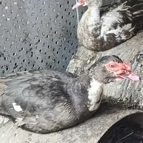 германский индо утка