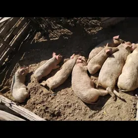 DONUZ JOJUK донуз мары