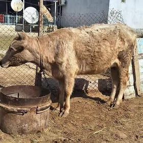 siwes sygyr sagylyan