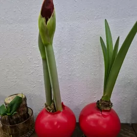 цвети домашние