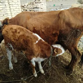 САГЛЫК СЫГЫР