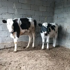 Golişdeÿin tüweler