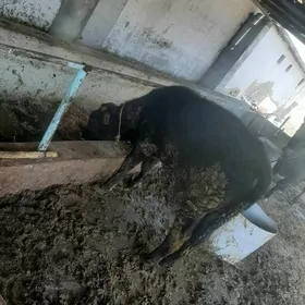 окиз арасса  швес  тохым