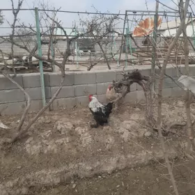 Towuk balakly horaz 8 aýlyk