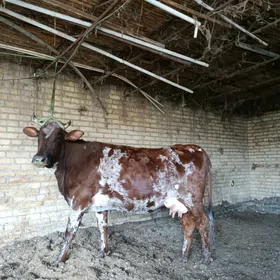 красны стипной голели сыгыр