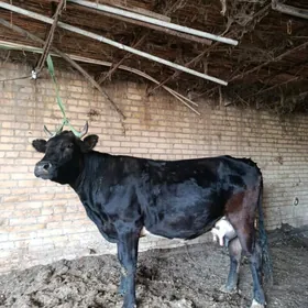 чорну пийостур голели сыгыр