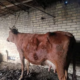 арасса бурлат голели сыгыр