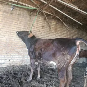 арасса шивет богаз унаджын