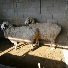 Bakylgy  semiz goyun